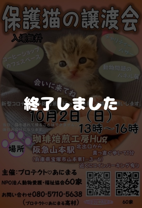 保護猫の譲渡会 阪急山本駅
