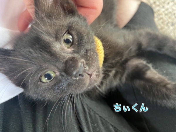 保護猫ちいちゃん