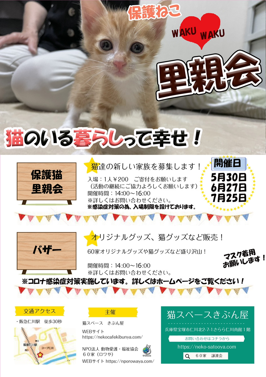 猫の譲渡会 西宮 宝塚 川西で毎月開催 里親募集の保護猫 尼崎 伊丹からも多数参加