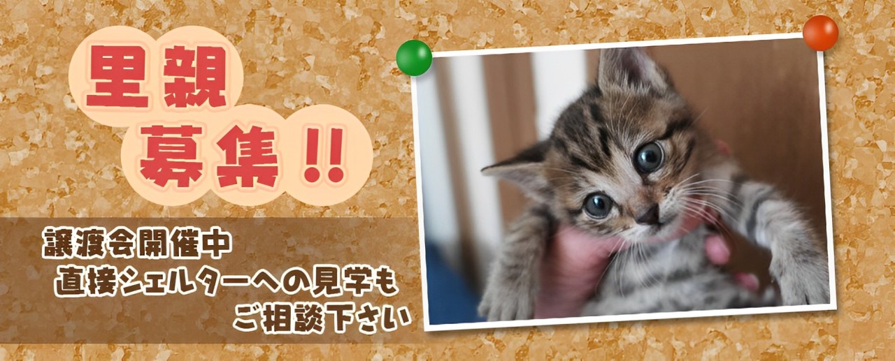 西宮・宝塚の猫譲渡会|里親募集の保護猫が尼崎・伊丹・川西からも多数参加
